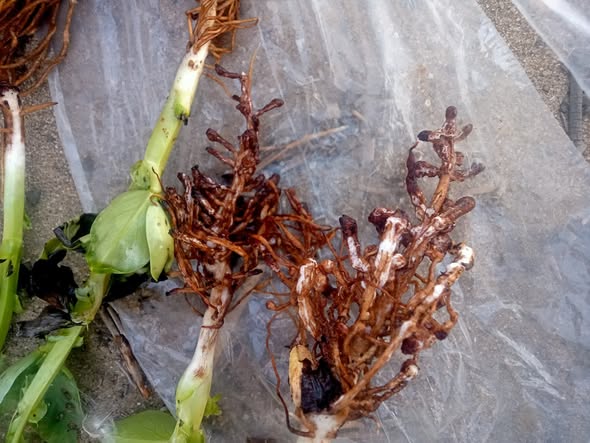 السلام عليكم الفول عمر 50حجمه كده طبيعي ولا في مشكله